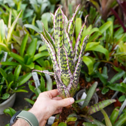 Aechmea orlandiana variegata