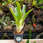 Aechmea tessmanii compacta