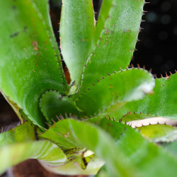 Aechmea tessmanii compacta