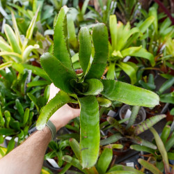 Aechmea tessmanii compacta