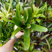 Aechmea tessmanii compacta