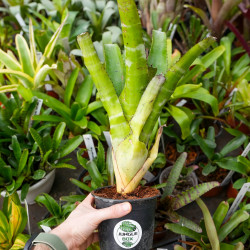 Aechmea tessmanii compacta