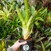 Aechmea tessmanii compacta
