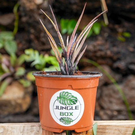 Aechmea recurvata benrathii