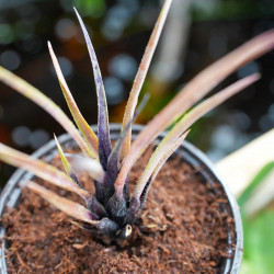Aechmea recurvata benrathii