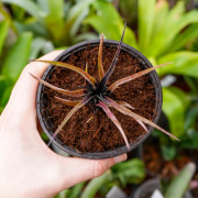 Aechmea recurvata benrathii