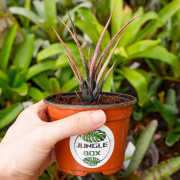 Aechmea recurvata benrathii