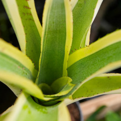 Aechmea romeroii variegata
