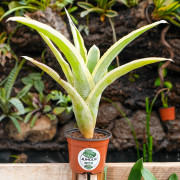 Aechmea romeroii variegata