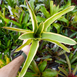 Aechmea romeroii variegata