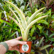 Aechmea romeroii variegata