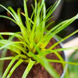 Vriesea correia-araujoi – Broméliacée tropicale originaire du Brésil