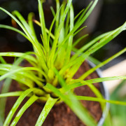 Vriesea correia-araujoi – Broméliacée tropicale originaire du Brésil