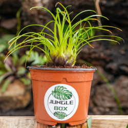 Vriesea correia araujoi