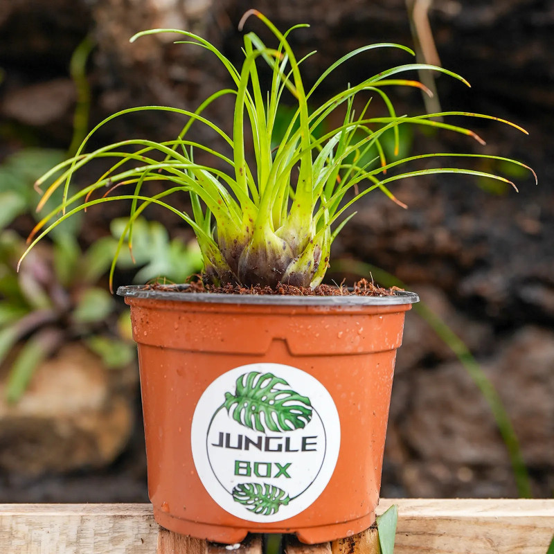 Vriesea correia araujoi