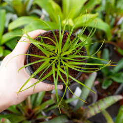 Vriesea correia-araujoi – Broméliacée tropicale originaire du Brésil