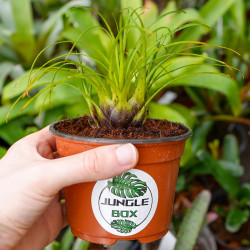 Vriesea correia-araujoi – Broméliacée tropicale originaire du Brésil