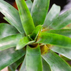 Vriesea racinae – Broméliacée tropicale compacte pour intérieur et terrarium | JungleBox
