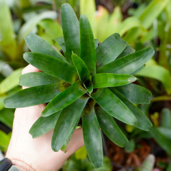 Vriesea racinae – Broméliacée tropicale compacte pour intérieur et terrarium | JungleBox
