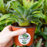 Vriesea racinae – Broméliacée tropicale compacte pour intérieur et terrarium | JungleBox