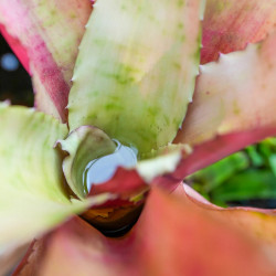 Edmundoa lindenii lindenii