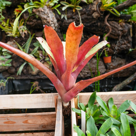 Edmundoa lindenii lindenii