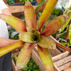 Edmundoa lindenii lindenii