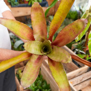 Edmundoa lindenii lindenii