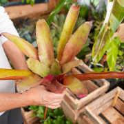 Edmundoa lindenii lindenii