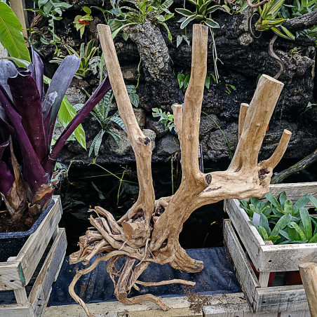 Racine stump wood XL