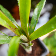 billbergia ehukai pup