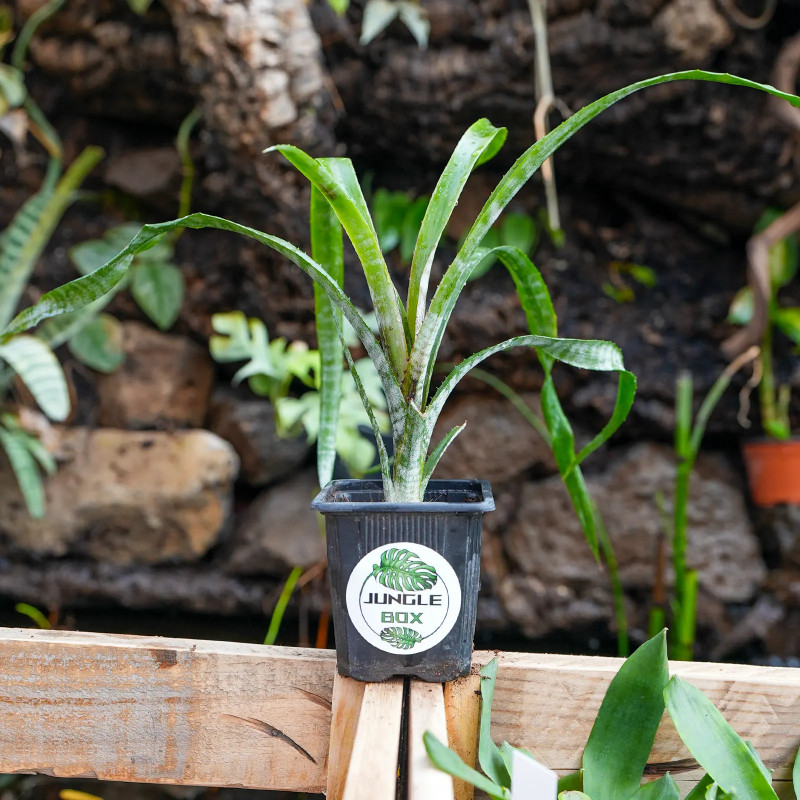 billbergia ehukai pup