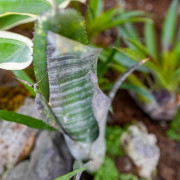 billbergia ehukai adulte pour démo