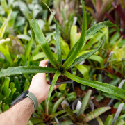 billbergia ehukai pup