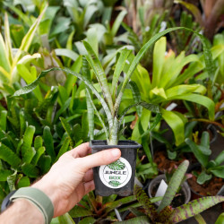 billbergia ehukai pup