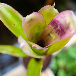 Billbergia hallelujah