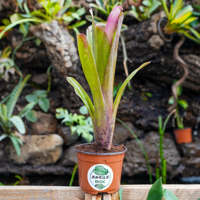 Billbergia hallelujah