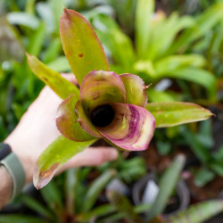 Billbergia hallelujah