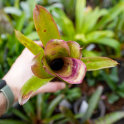 Billbergia hallelujah