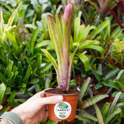 Billbergia hallelujah