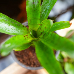 Neoregelia ‘Afrodita’ – Broméliacée tropicale colorée pour terrarium et intérieur | JungleBox