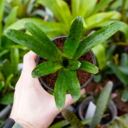 Neoregelia ‘Afrodita’ – Broméliacée tropicale colorée pour terrarium et intérieur | JungleBox
