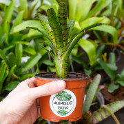 Neoregelia ‘Afrodita’ – Broméliacée tropicale colorée pour terrarium et intérieur | JungleBox