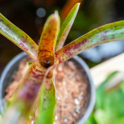 Broméliacée pour terrarium planté