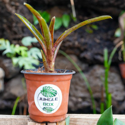 Neoregelia Animal cracker's
