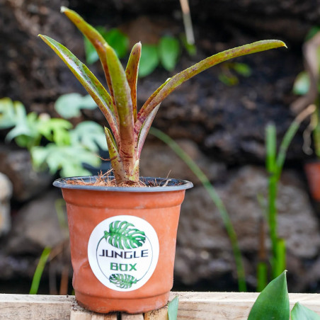 Neoregelia Animal cracker's