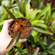 Broméliacée pour terrarium planté