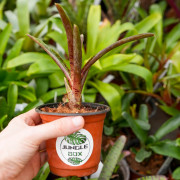 Broméliacée pour terrarium planté