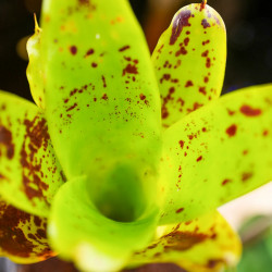 Neoregelia kautskyi – Broméliacée rare pour terrarium