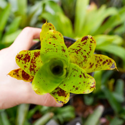 Neoregelia kautskyi – Broméliacée rare pour terrarium